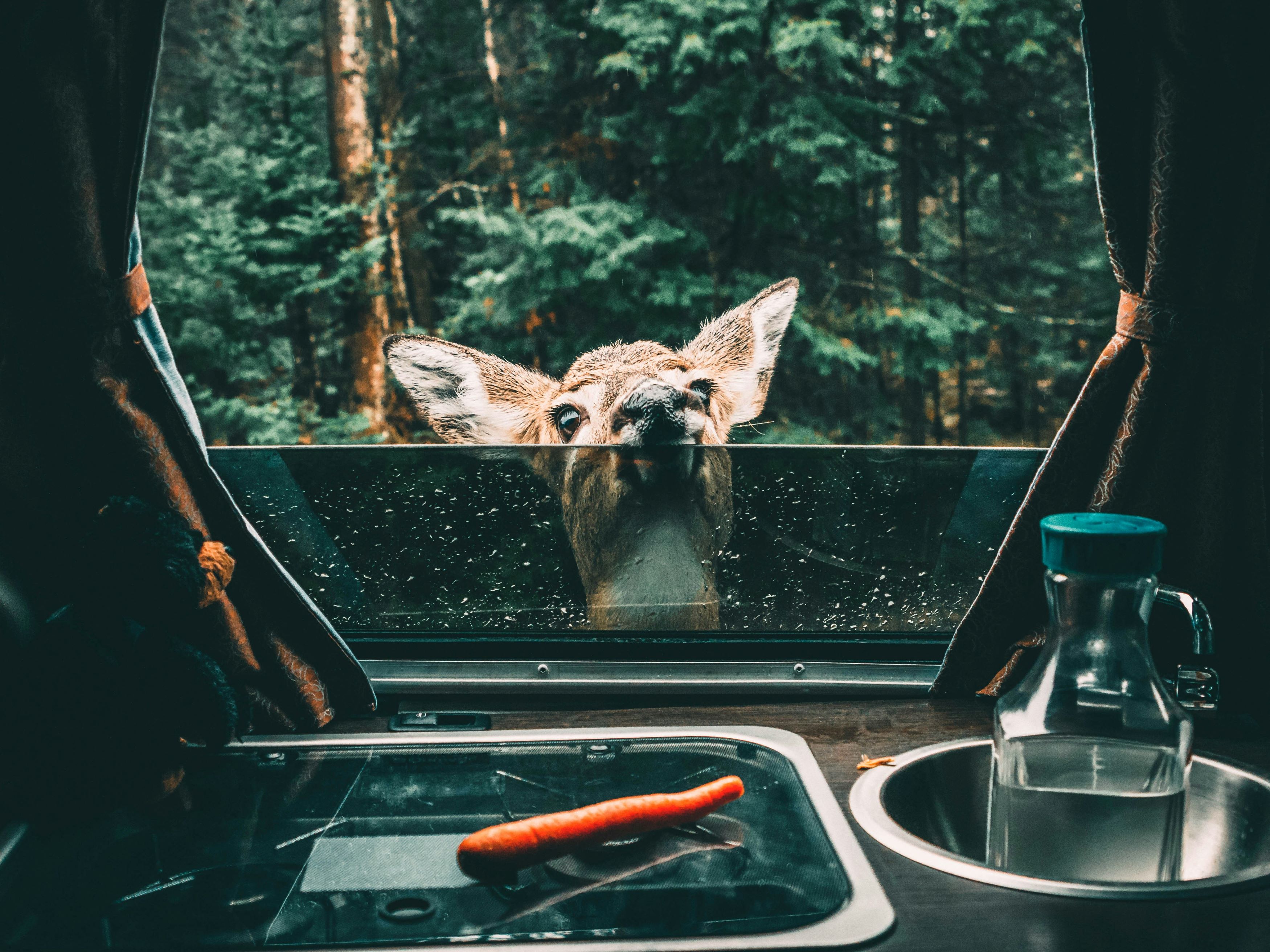A deer looking at a carrot through a car window.