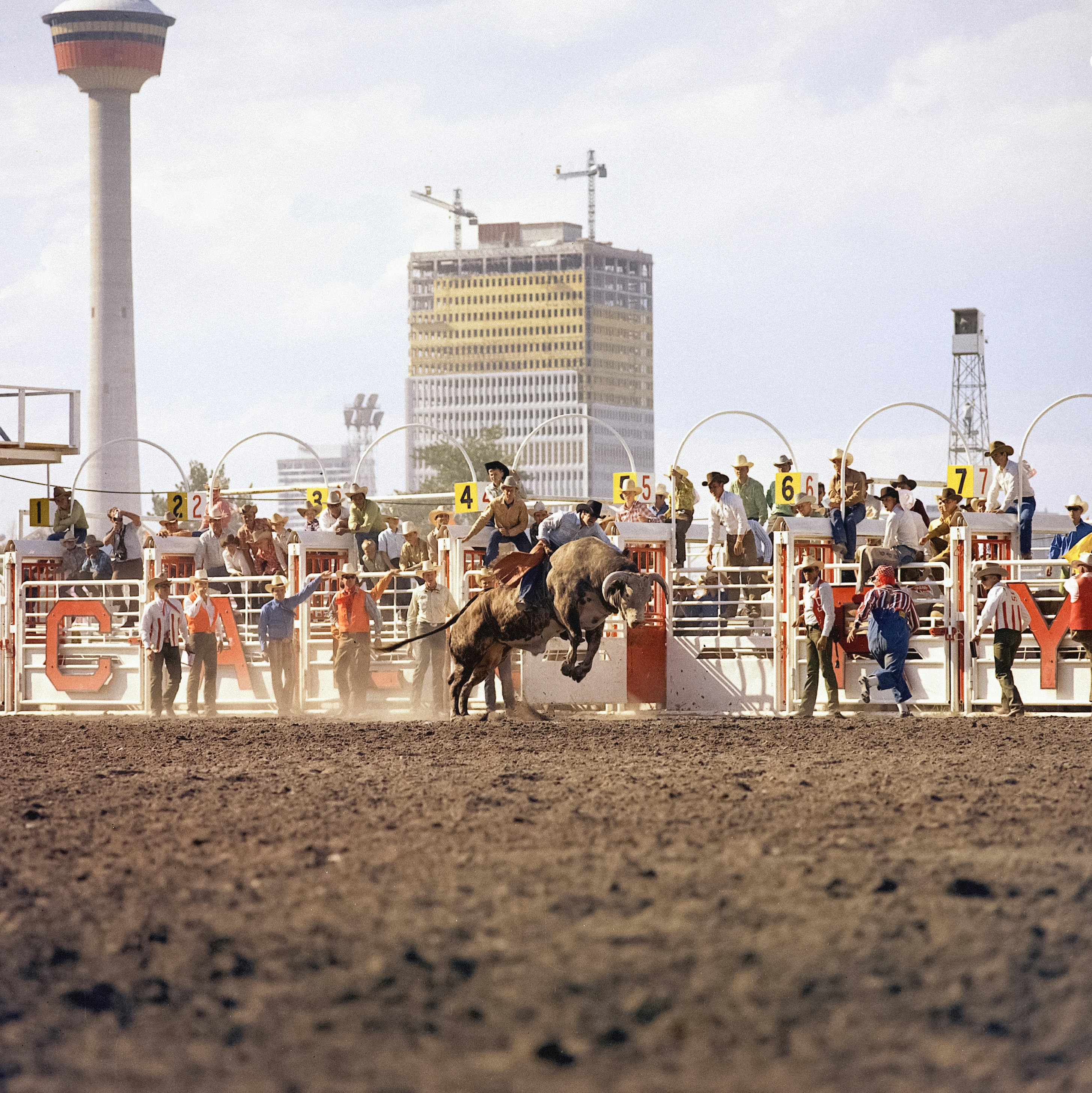Historic image of the rodeo events at the Calgary Stampede.
